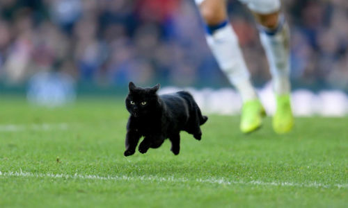 Черный кот выбежал на поле в АПЛ. Теперь его обсуждают больше, чем Игуаина
